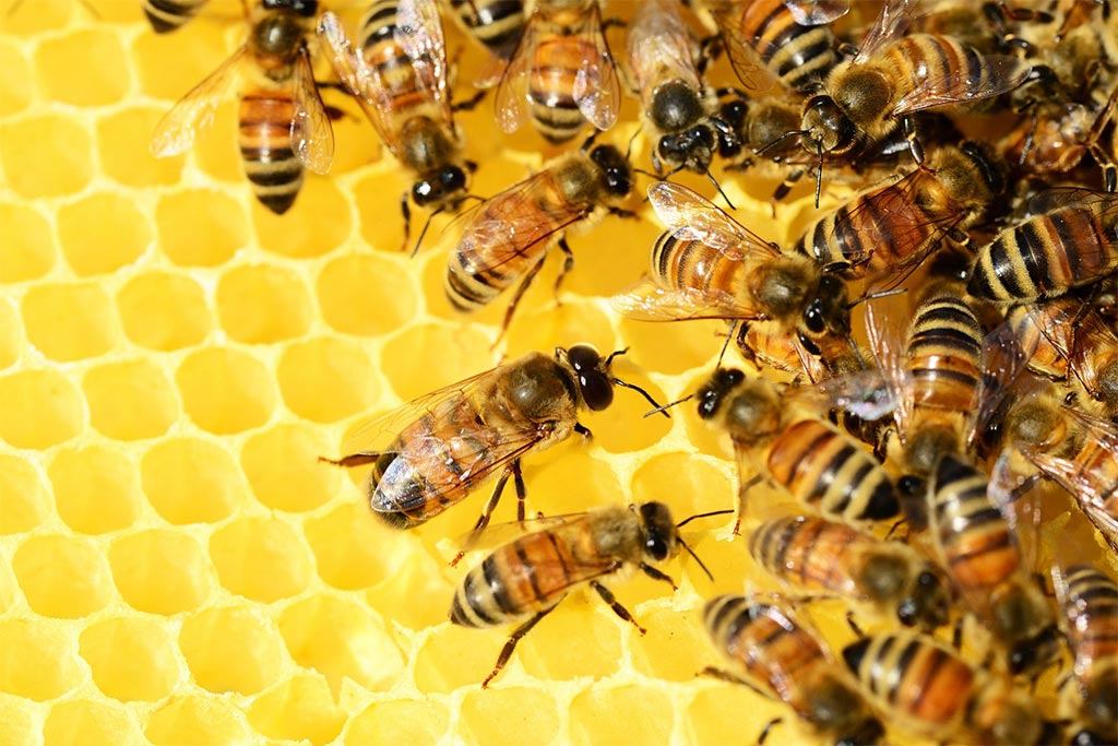 Enlèvement d'essaims d'abeilles